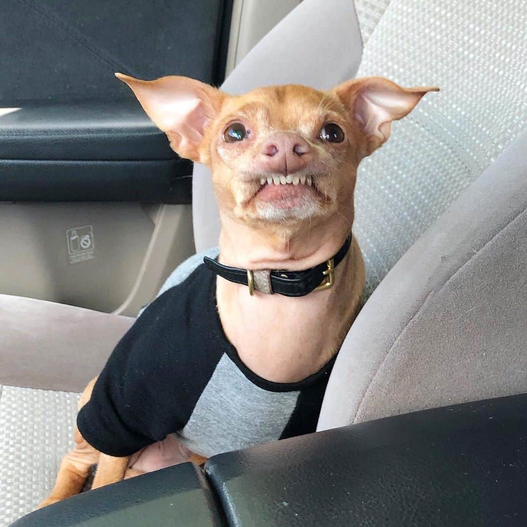 Tuna {breed:chiweenie} さんのインスタグラム写真 - (Tuna {breed:chiweenie} Instagram)「That disappointing moment when you realise your mom just pulled up to get your nails done when you were previously under the impression that the ride you were on was taking you to a dog park. #hardtimes 😬💅」7月22日 5時35分 - tunameltsmyheart