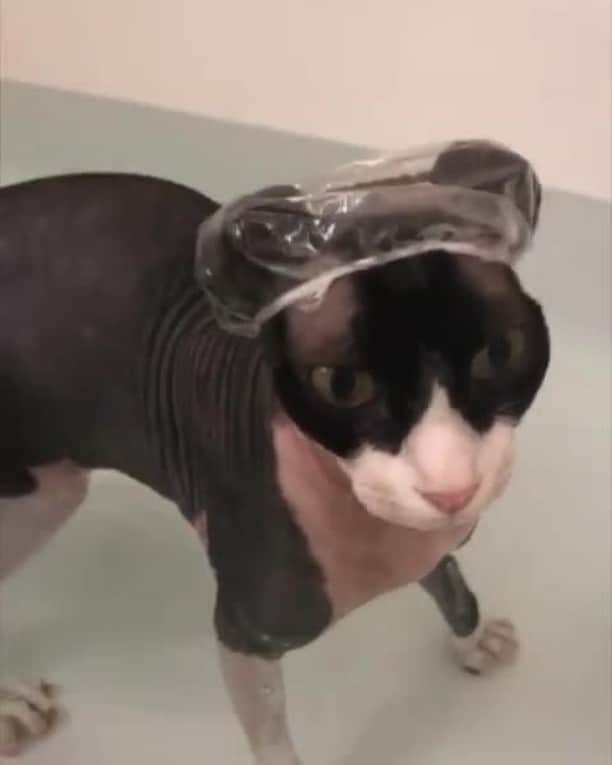 のインスタグラム：「The little shower cap is so cute 😍⠀ ⠀ 📹@the.dark_lord⠀ ⠀ #meowed #thedarklord #sphynxlife #sphynx #hairlesscat #bathtime」