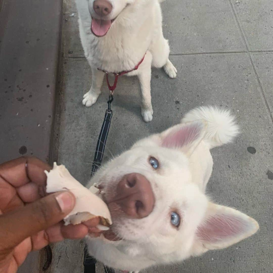 BarkBoxさんのインスタグラム写真 - (BarkBoxInstagram)「Turkey??? More like Yum Yum Sheets!  What’s up ? This is @mattwasfunny  taking over the #barkbox IG」7月22日 6時10分 - barkbox