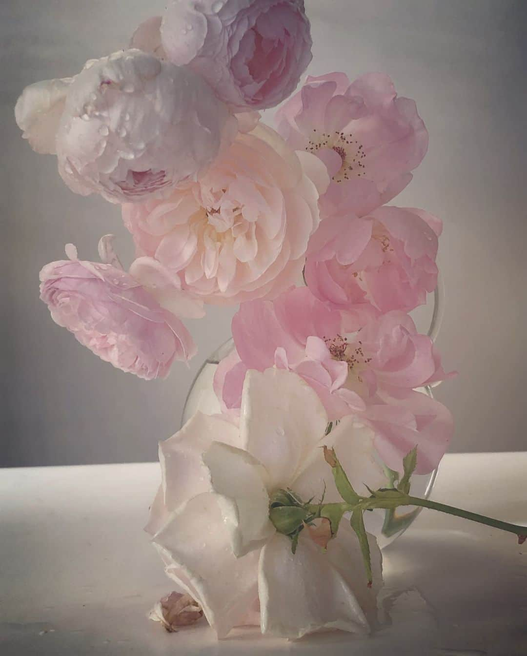 ニック・ナイトさんのインスタグラム写真 - (ニック・ナイトInstagram)「Roses from my garden. Sunday the 21st of July 2019.」7月22日 6時21分 - nick_knight