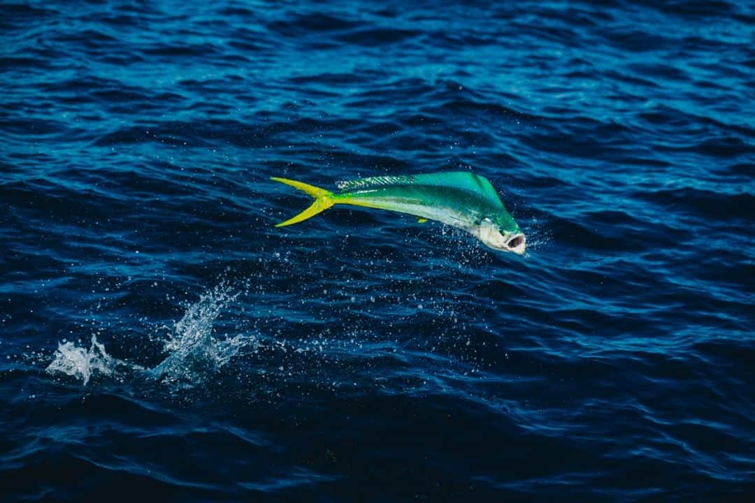 Costa Sunglassesのインスタグラム：「Green for launch. #SeeWhatsOutThere 📷: @austincoit」