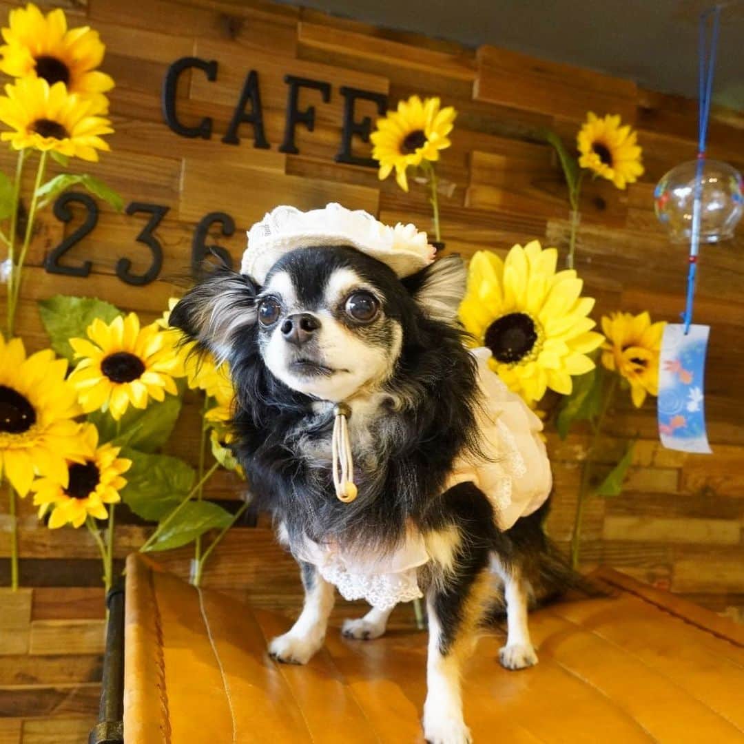 kayoのインスタグラム：「* * ひまわりとれーれ🌻🍋 * * ひとりっ子デー 楽しかったね☺️💗 * * Lemon💗🌻 * * #chihuahua#chihuahualove#dogstgram#dog#instadog#チワワ#チワワ大好き * *」