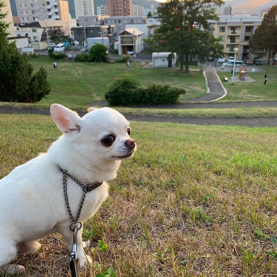 KORIKIのインスタグラム：「おはようございます♪ * #夕暮れ時 #dogofsapporo #dog, #dogs, #dogstagram,#chihuahua,#犬バカ部,#チワワ,#koriki, #hanadog #白スムチ連合会, #スムチー,  #dogofthedayjp, #dogoftheday  #ilovemydog #instadog #instapet #WhiteChihuahua  #吉娃娃 #치와와  #dogsofinstagram #Chihuahualover  #チワワの輪 #barkbox #WhiteChihuahuaParty #もふもふモフモフ」