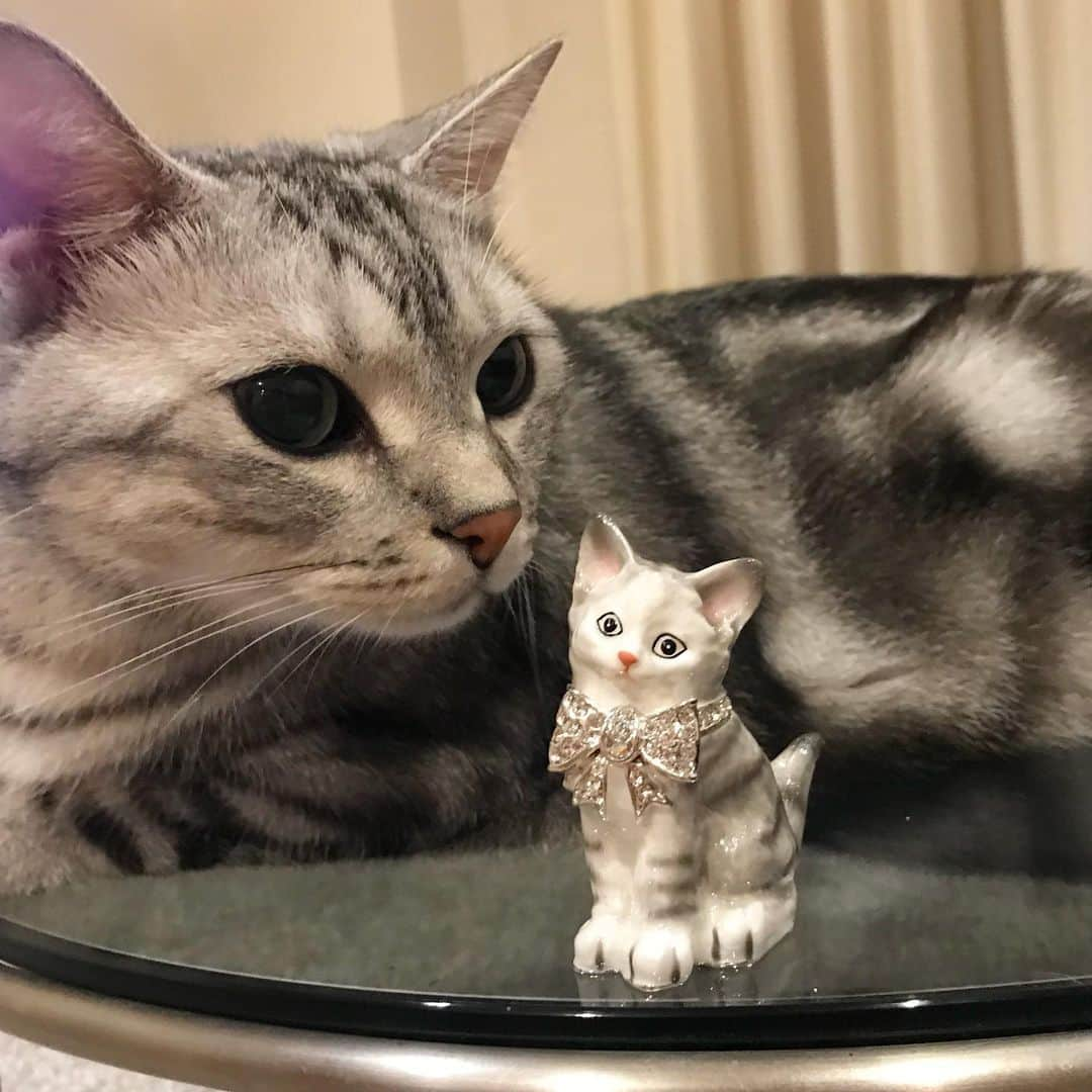 Alain アランさんのインスタグラム写真 - (Alain アランInstagram)「Good morning! Bonjour! My mom found this cat jewelry case. She bought it soon by online shopping. It’s like me? * おはようございますにゃん！ ママは、この猫のジュエリーケースを見つけて、すぐにポチったんだって。 僕に似てるかな？ ほかにハリネズミや黒猫のもあって、ママはお友達にもプレゼントするって、はりきって買い物してたよ。 * #catstagram #cat_features  #topcatphoto #cutepetclub #catsofinstagram #ig_catclub #cats_of_world #meowsandwoofs #meowvswoof#nc_cuties #excellent_cats #catstocker  #bestmeow #magnificenteowdels#bestcats_oftheworld#INSTACAT_MEOWS #peco #animalsco#mofmo#igersjp#みんねこ#ふわもこ部#アメショー#ビューティープロコンテスト @beautypro_contest #lovelycatonline#映画ペット2キャンペーン#映画ペット2#sippo写真展に参加したい」7月22日 7時54分 - alain_cat