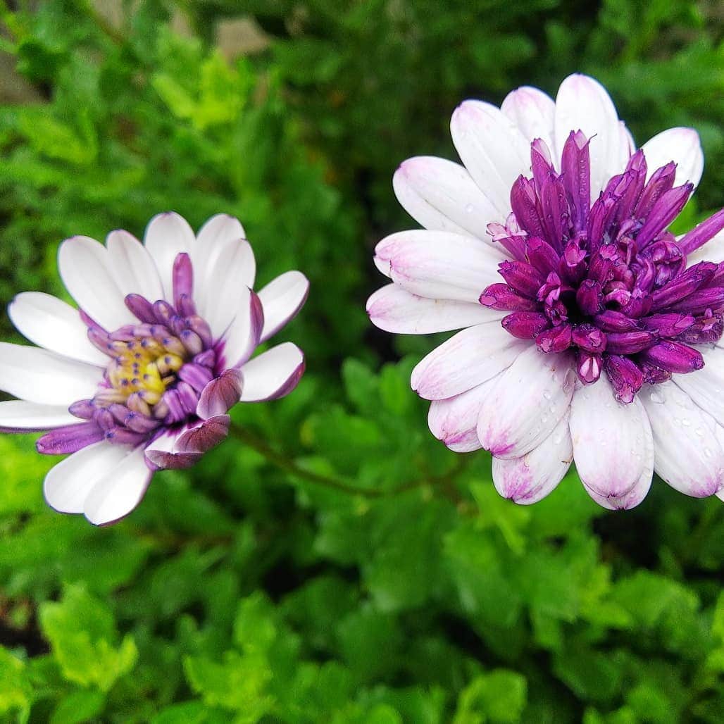 みながわゆみさんのインスタグラム写真 - (みながわゆみInstagram)「#おはようございます #今日も素敵な一日を #ブラキカムブラスコ #ぶらきかむぶらすこ #白色 #紫色 #きれい #上品 #感謝 #あり #はな #花 #flower #はなまっぷ #花まっぷ #花の写真 #花写真 #花撮り #花好きな人 #花好きな人と繋がりたい #写真好き #写真好きな人と繋がりたい」7月22日 8時18分 - nama.09.19