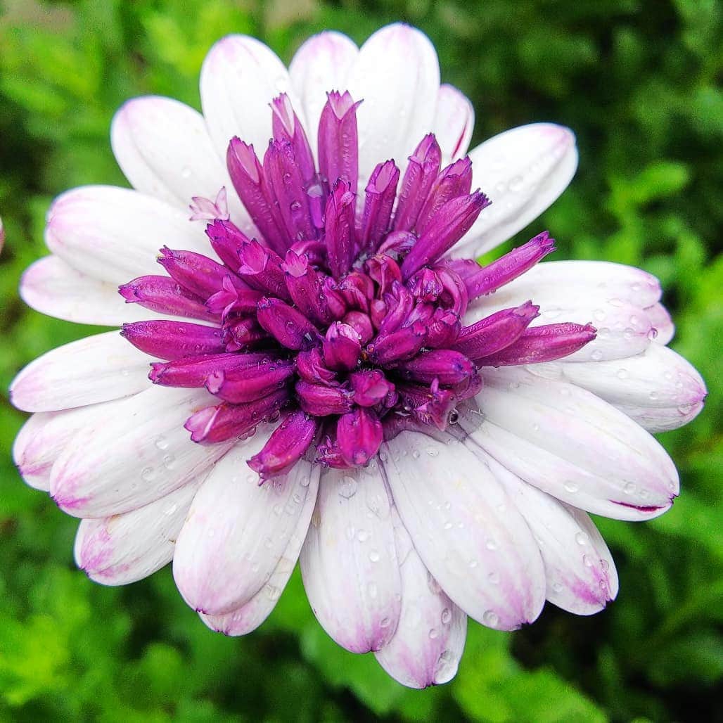 みながわゆみさんのインスタグラム写真 - (みながわゆみInstagram)「#おはようございます #今日も素敵な一日を #ブラキカムブラスコ #ぶらきかむぶらすこ #白色 #紫色 #きれい #上品 #感謝 #あり #はな #花 #flower #はなまっぷ #花まっぷ #花の写真 #花写真 #花撮り #花好きな人 #花好きな人と繋がりたい #写真好き #写真好きな人と繋がりたい」7月22日 8時18分 - nama.09.19