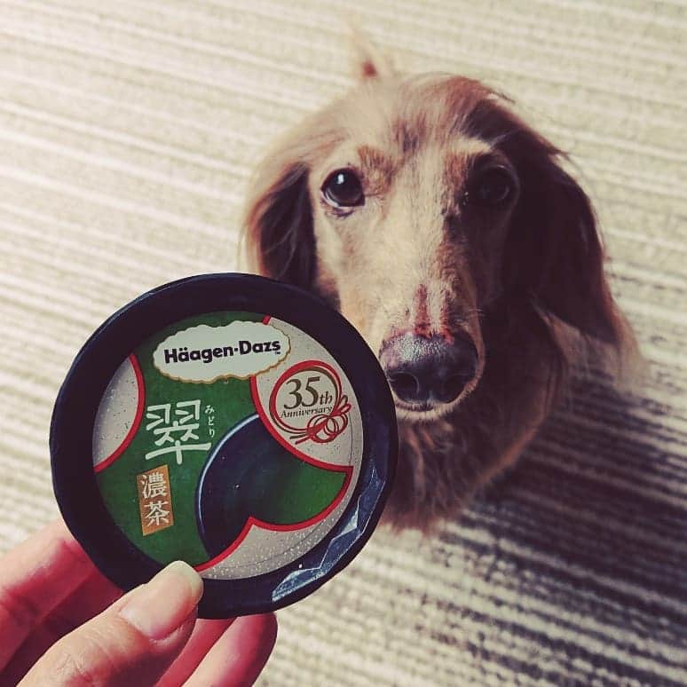 くるみんのインスタグラム：「* またまた期間限定？ 濃茶だって  #ミニチュアダックスフンド #ミニチュアダックスフント #ミニチュアダックス #イザベラタン #イザベラ #カニンヘンダックスフント #カニンヘン #カニンヘンダックス #カニンヘンダックスフンド #チョコタンダックス #チョコタン #ダックス多頭飼い #ダックスフント #ダックスフンドカニンヘン #ダックスフンド #ダックス #ハーゲンダッツ #ハーゲンダッツ期間限定 #濃茶 #わんこなしでは生きていけません会 #ワンコなしでは生きて行けません会 #いぬばか部 #いぬすたぐらむ #短足部 #dachshundgram #dachshund #dogstagram #instagramdog #kyounodachs #todayswanko」