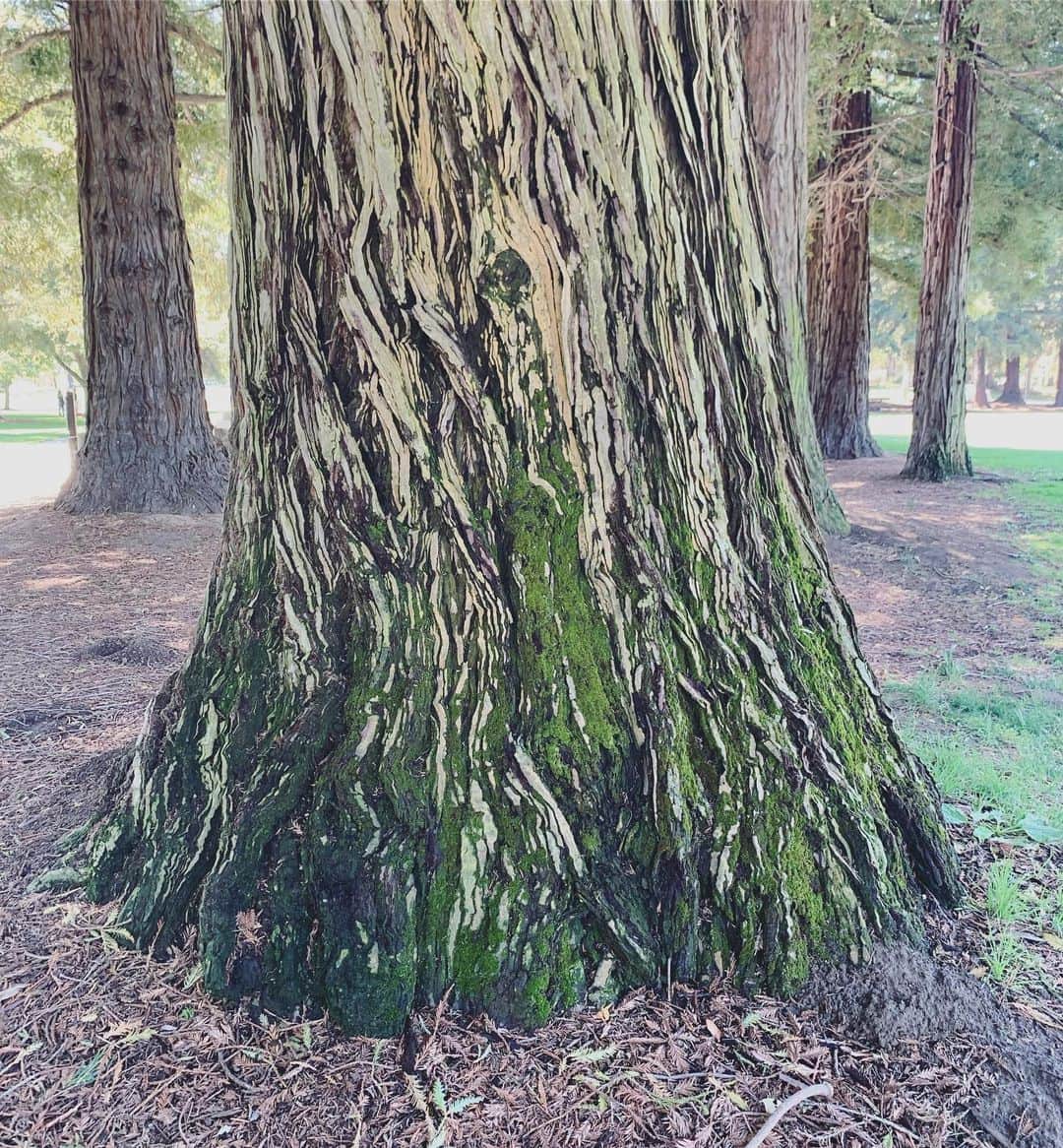 OLIVIAのインスタグラム：「My favorite tree at Cuesta Park. 💚🌲💚」