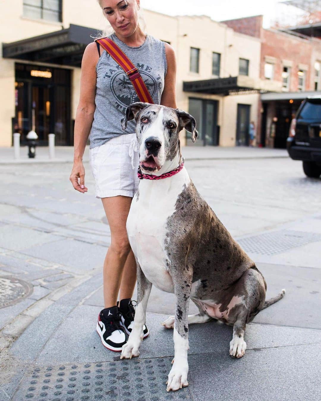 The Dogistさんのインスタグラム写真 - (The DogistInstagram)「Stella, Great Dane (4 y/o), Gansevoort Plaza, New York, NY • “She’s 165 lbs and needs to be 155. I’m not good at it. She’s hungry, I feed her. She runs off-leash every Sunday morning in Central Park with 15 Great Danes.” @stella_inthecity」7月22日 9時02分 - thedogist