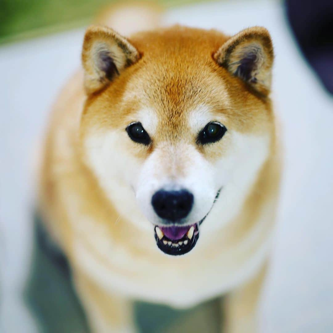 まる（まるたろう）さんのインスタグラム写真 - (まる（まるたろう）Instagram)「Be smiling on Monday ✨🐶😄✨月曜日おはまる〜 今週も元気に頑張ってきてね〜 #バリバリ稼いでくるんだよ #お給金貰ってきたら #ヤギミルクタワーお願いね😉 #お肉盛り合わせも #月曜日は笑顔で頑張る日」7月22日 9時29分 - marutaro