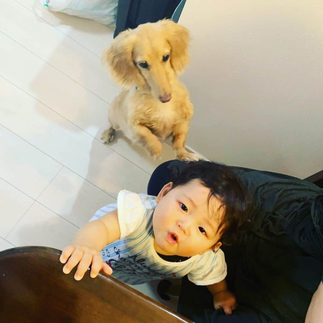 松野浩介さんのインスタグラム写真 - (松野浩介Instagram)「【348日目】 7月16日(火) 最近は犬を犬と認識し出したらしい。 急によしよしを覚えた。 でも残念ながら乎都のよしよしは、 めちゃくちゃ強い。加減を知らん。 ごめんよ、くー。 #ぺーぺー親父のくそ日記 #生後348日目  #生後11ヶ月 #赤ちゃん #女の子 #親父 #娘 #奥さん #松野家 #夫婦 #親子 #家族写真 #松野浩介 #森岡朋奈 #theだいじょぶズ #9月30日 #恵比寿 #リキッドルーム #ワンマン #大だいじょぶ祭り #犬 #よしよし」7月22日 9時24分 - kosuke_matsuno