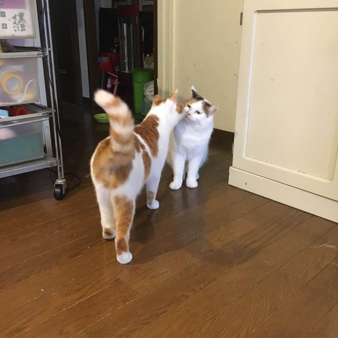 Kachimo Yoshimatsuさんのインスタグラム写真 - (Kachimo YoshimatsuInstagram)「おはようミケ子！ 他の子がご飯をガッついてる時にドア解放。  入って来た。  やっぱり、入りたい気になってる。  ちょっとづつ。  #uchinonekora #mikeko #oinari  #neko #cat #catstagram #kachimo #猫 #ねこ #うちの猫ら http://kachimo.exblog.jp」7月22日 9時51分 - kachimo