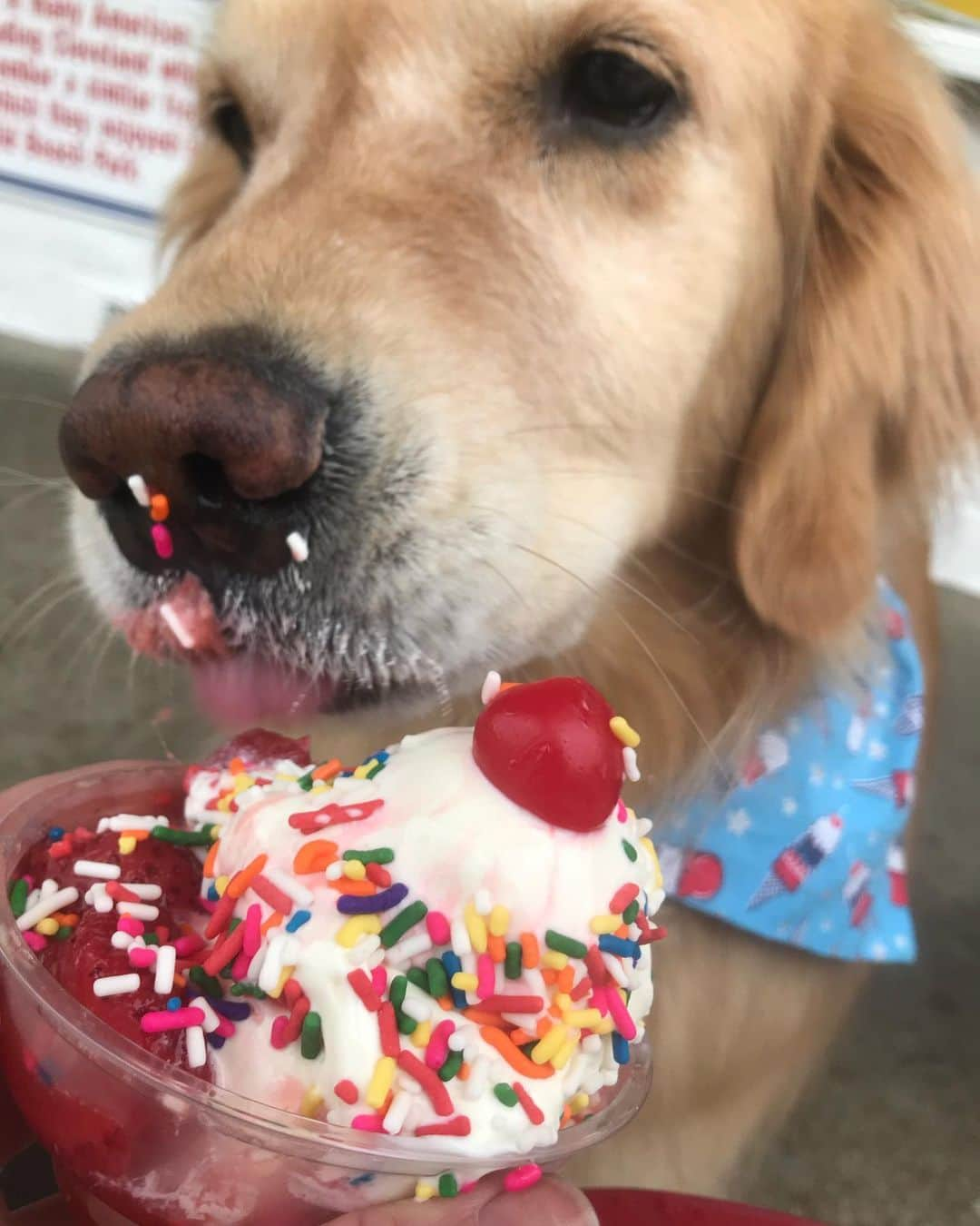 モヒートさんのインスタグラム写真 - (モヒートInstagram)「Happy #nationalicecreamday 🍦🍦🍦 ------------------------------- #goldensofig #goldenretriever  #goldenretrieversofinstagram #betterwithpets #dogsofig  #dogsofinstagram #fluffypack #gloriousgoldens #welovegoldens #ilovemydog #goldenlife #bestwoof #ProPlanDog #ilovegolden_retrievers #mydogiscutest #retrieversgram #dogsofcle  #sprinkles #spoiled  #icecream」7月22日 9時54分 - mojito_rose_family