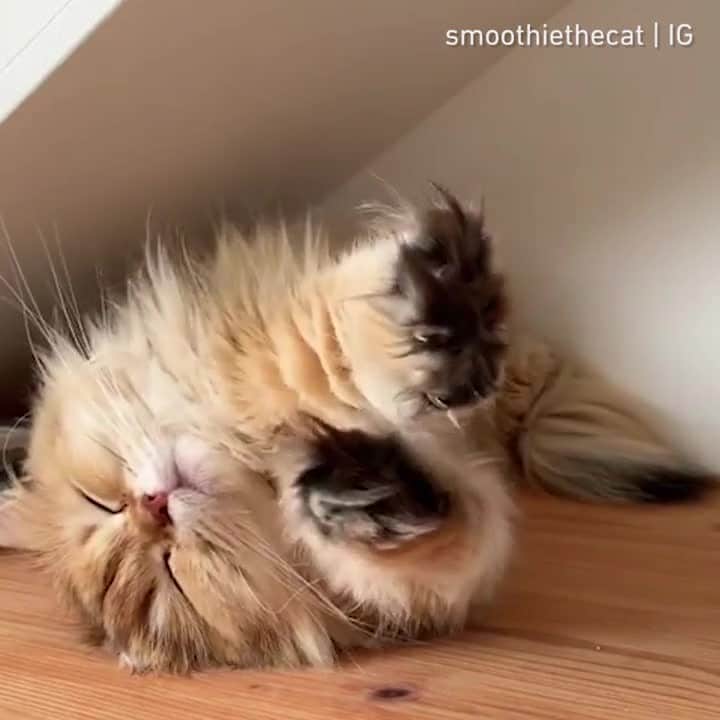 のインスタグラム：「Life is hard ⠀ ⠀ 📹@smoothiethecat⠀ ⠀ #meowed #smoothiethecat #smoothie #mood」