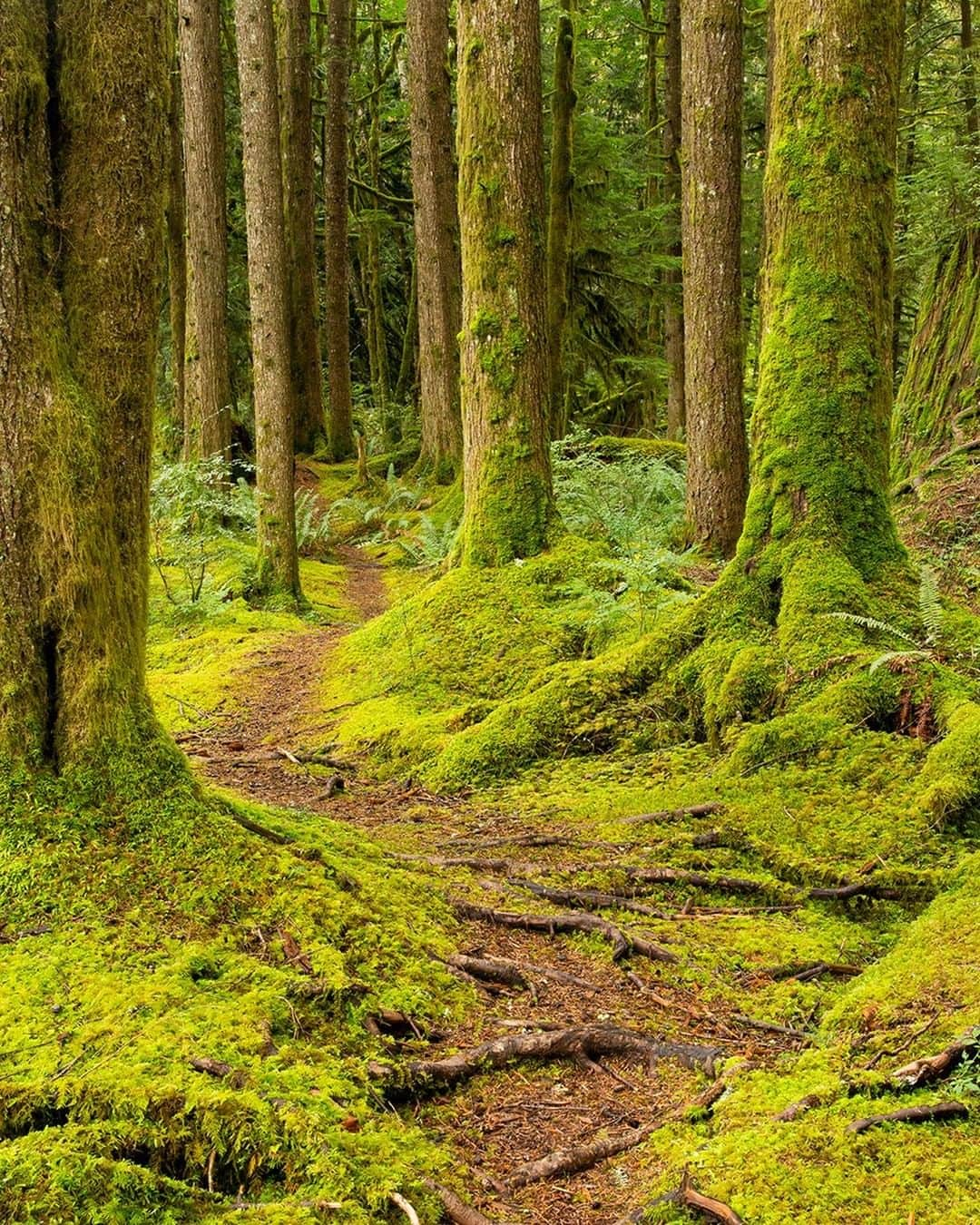 National Geographic Travelさんのインスタグラム写真 - (National Geographic TravelInstagram)「Photo @stephen_matera | A mossy trail through the forest along the Middle Fork of the Snoqualmie River, Central Cacades, Washington. With over 100 inches of annual precipitation, moss grows on just about anything. All that precipitation works it's way downriver and eventually flows over Snoqualmie Falls, a 268 foot waterfall near the town of Snoqualmie, about 25 miles east of Seattle. Follow me @stephen_matera for more images like this from Washington and around the world. #rainforest #snoqualmlie #moss」7月22日 10時01分 - natgeotravel