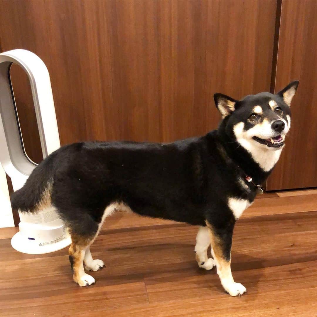 vo_coのインスタグラム：「🐶 我々が小僧の相手をしてリビングで遊ばせたりミルク🍼あげたりしてる時は、ひたすらどこかで気配を消しているこたつさん 大騒ぎして小僧が寝落ちすると、いそいそとどこかから現れて「あたしの番ですよね？✨」と目をキラキラさせてくる柴犬かわいい… * #なぜか尻尾は下がってる  #手足口病明けでようやく登園できた #shibastagram #instashiba #shiba #shibainu #黒柴 #柴犬」