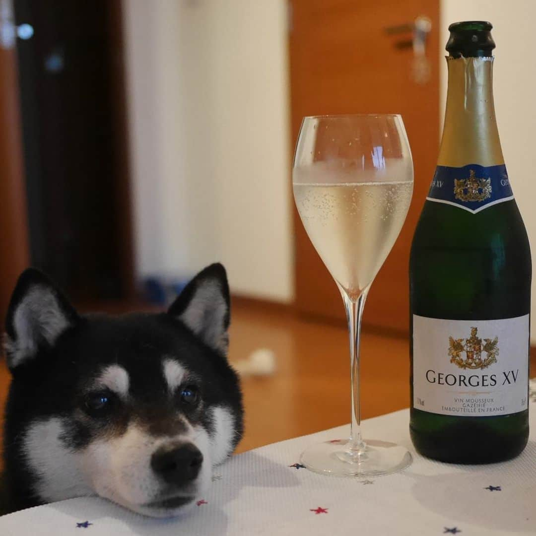 くろさんのインスタグラム写真 - (くろInstagram)「豆もお疲れちゃん🍾 #目線の先にはおやつ #kuroshiba #blackshiba #shibainu #shibastagram #instadog #dogstagram #柴犬 #黒柴 #黑柴 #シニア犬 #癒し犬 #いぬら部 #ふわもこ部 #柴犬部 #モフモフ生命体 #柴犬のいる暮らし #わんこのいる暮らし #わんこのいる生活 #わんこと一緒 #わんダフォ #わんだふるjapan #デイリースパークリング #安泡 #リーズナブルスパークリングワイン」7月22日 19時39分 - m6bmw