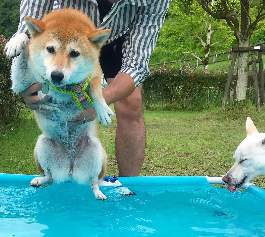 柴犬ハル&保護犬すずさんのインスタグラム写真 - (柴犬ハル&保護犬すずInstagram)「🏝 . 「おかーしゃーーん！ プールはちょっと怖いです〜」 . #ハルはプール苦手なようです #どうにか濡れないように頑張ってる #招き猫ハル #山の水を堪能するヤギ . #柴犬#柴#kagoshima#dog#puppy#shibainu#shibastagram#いぬバカ部#family#鹿児島#赤柴#雑種#天文館#日本犬#保護犬を家族に#プール#海#山」7月22日 20時07分 - haruharu040777