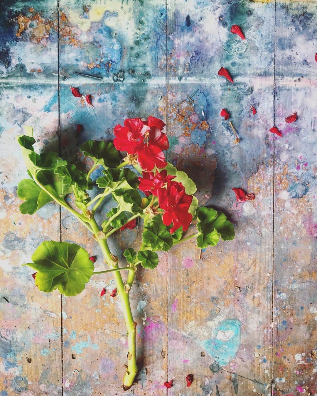 Tea and sittingのインスタグラム：「🌿... I rescued this geranium branch from a 3 tiered metal trolly outside a supermarket...somebody careless had broken it off but somebody careful came along and wanted to fix it...this piece hasn’t yet rooted, but the smaller stem I separated  has...huge joys 🌿 ♥️」