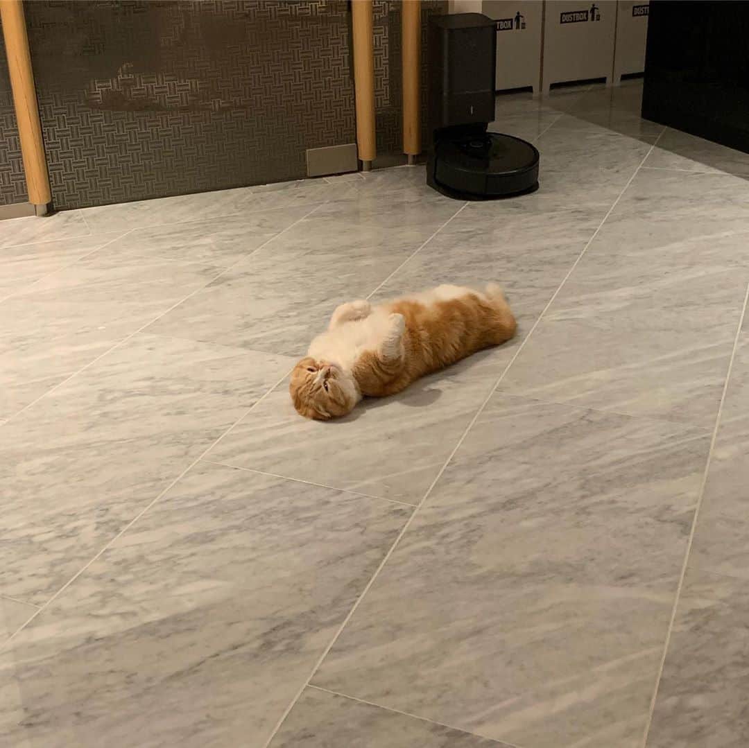 HIKAKINのインスタグラム：「ポケー😭💕💕💕 #まるお #魂抜けてる #猫 #cat」