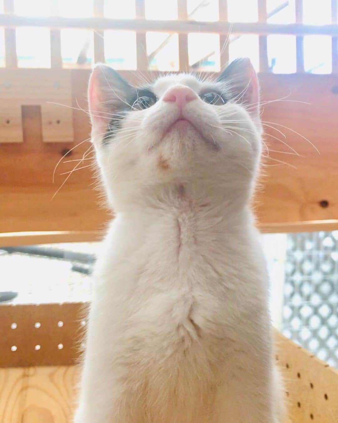 midoriさんのインスタグラム写真 - (midoriInstagram)「. . 今日、猫ハウスから外に出てみた☝️. . . ダッシュで猫ハウスに戻って来たょ🤣🤣. . . つい先日まで、外でチョロチョロしてたのに🤣🤣. . . どんどん優しい顔になってくる❤️❤️. . .  #ねこ#ネコ#にゃんこ #にゃんすたぐらむ#猫好き #保護猫 #サンデイ#rakutenpet #sippo#朝わんこ夕にゃんこ #みんねこ#ピクネコ#ペコねこ部#ねこ部 #nyancon01  #catstagram#cats_of_instagram#cat#catsofinstagram#kittycat#petsofinstagram#pet#instacat#bestmeow#meowbox #ilovecats #instagram #instagood #meow」7月22日 20時30分 - midorinotanbo