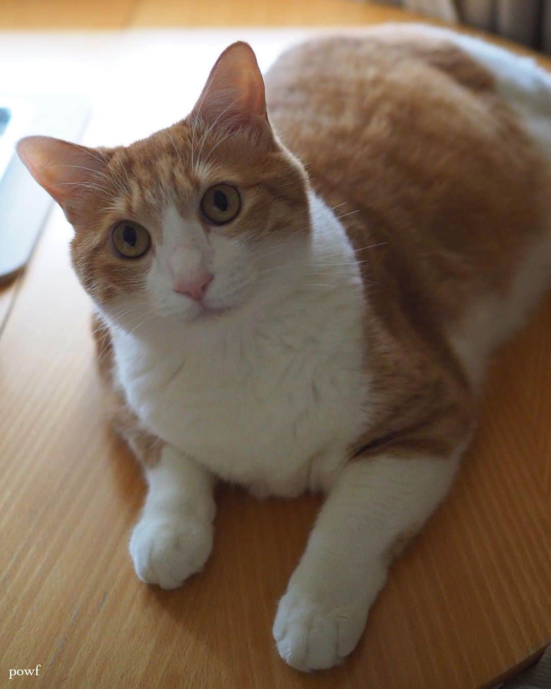 anemone_69のインスタグラム：「. #ハカセとキョウジュ #茶トラ白 #茶白 #cat #猫 #保護猫 . . .」