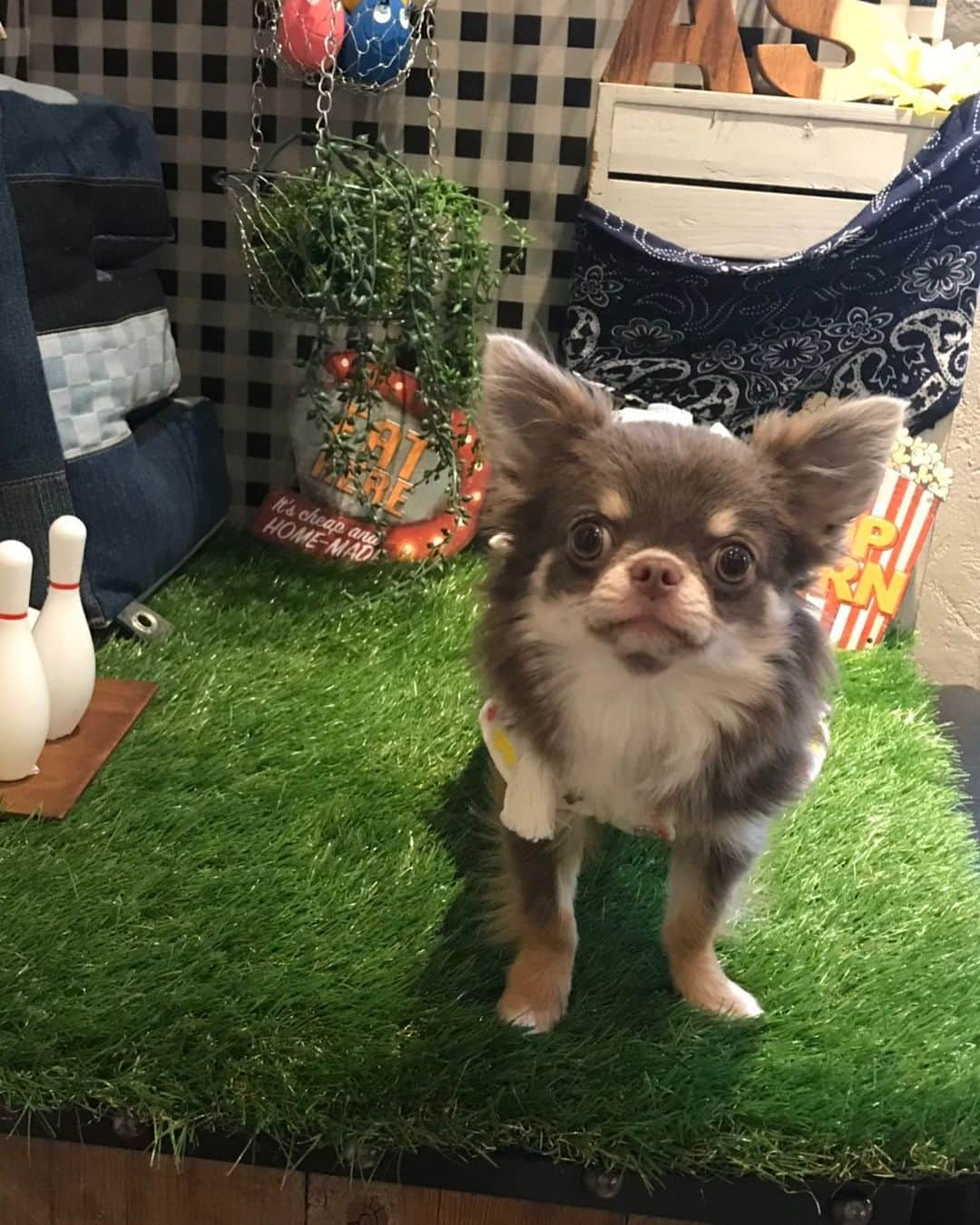 佐々木洋平さんのインスタグラム写真 - (佐々木洋平Instagram)「可愛くて呼吸の仕方わすれる... #chihuahua #chihuahualife #chihuahuagram #chihuahualover #ilovemydog #dogstagram #チョコタンチワワ #イザベラタンチワワ  #チワワ  #ちわわ」7月22日 12時06分 - panicrew_yohey