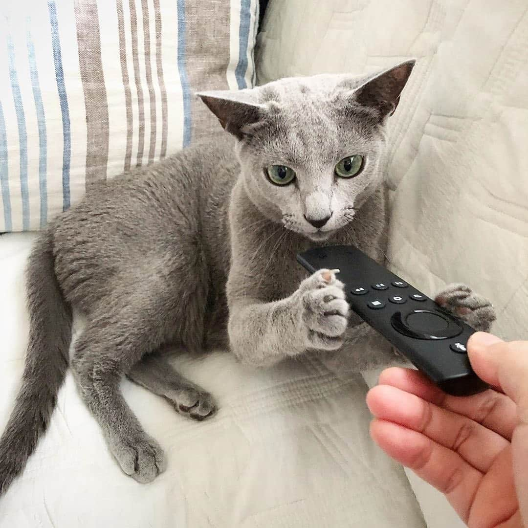 PECOねこ部さんのインスタグラム写真 - (PECOねこ部Instagram)「. 「見たい番組があるにゃ！🐱」 #番組を変えようと思ったら #ガシッと✊🐱 #リモコンを掴む #Luke君🐱✨ #譲りたくないけど… #一体 #どんな番組を見るのか #逆に気になる🤔 #regram：@mon.nya  素敵な写真を投稿してくださったのは… @mon.nya さん 他にも素敵なお写真がたくさんあるので、ぜひ遊びに行ってみてください！  #ペコねこ部をつけて投稿すると… PECOで楽しくご紹介させていただきます✨」7月22日 12時17分 - pecocats