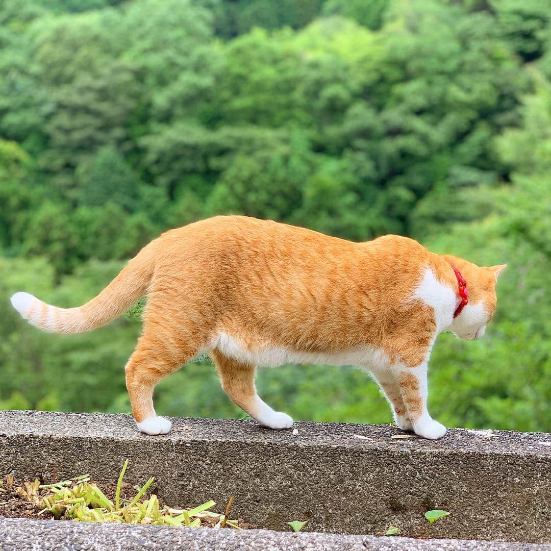 小川貴之のインスタグラム：「猫 summer」