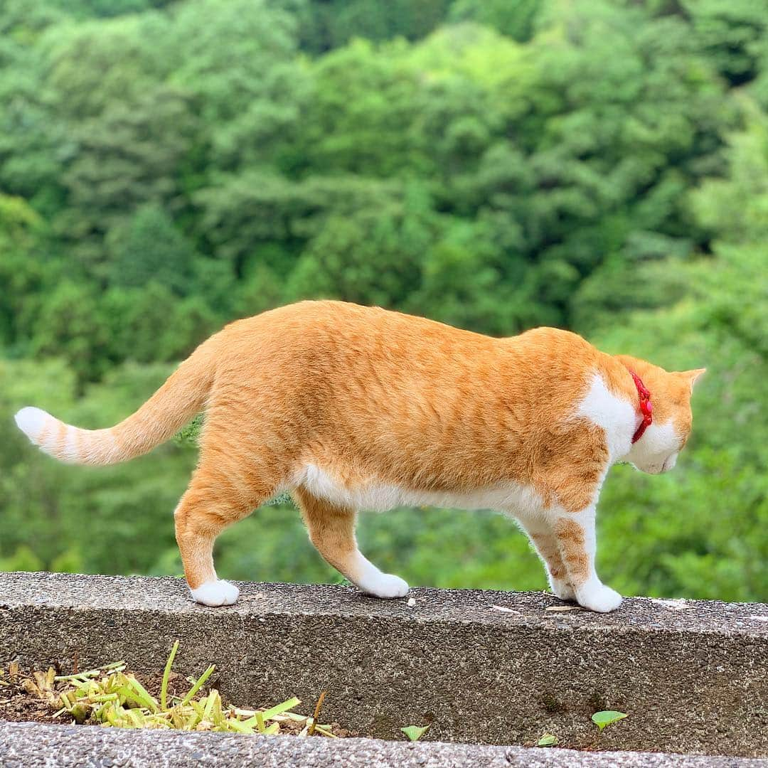 小川貴之さんのインスタグラム写真 - (小川貴之Instagram)「猫 summer」7月22日 12時22分 - takayuki_ogawa_sumika