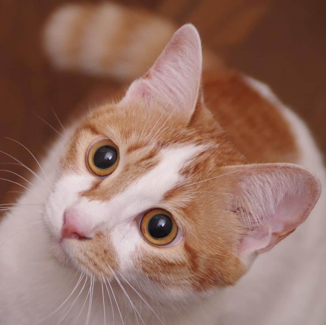 Kachimo Yoshimatsuさんのインスタグラム写真 - (Kachimo YoshimatsuInstagram)「綺麗なめめ。 #uchinonekora #oinari #neko #cat #catstagram #kachimo #猫 #ねこ #うちの猫ら http://kachimo.exblog.jp」7月22日 13時07分 - kachimo