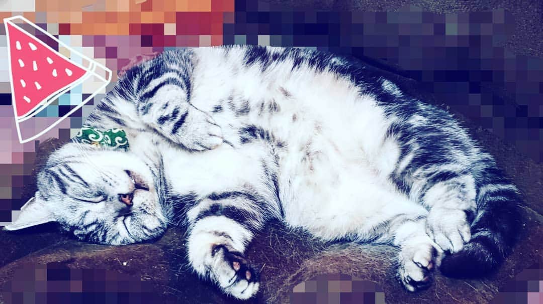 風麻のインスタグラム：「気持ちよく寝てるドラ猫氏。 スリッカーしてるのにこの抜け毛。夏が来たって感じです。  #猫 #アメショー #catstagram #cat #cute #猫毛 #でぶねこ #どらもっち  #どらもっちというどら焼きがある」