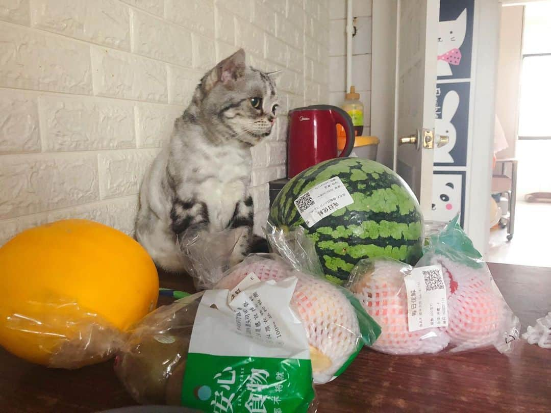 ルフさんのインスタグラム写真 - (ルフInstagram)「#luhu:"i love fruits! but i need someone to cut either one for me,mom,plz ..." - - #cat #fruits #cute #sadcat #catoftheday #kitty #angel #adorable」7月22日 13時37分 - lanlan731