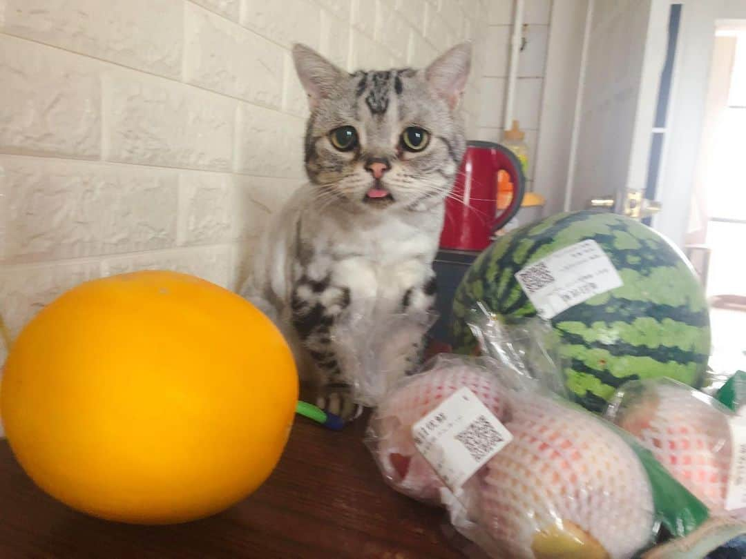 ルフさんのインスタグラム写真 - (ルフInstagram)「#luhu:"i love fruits! but i need someone to cut either one for me,mom,plz ..." - - #cat #fruits #cute #sadcat #catoftheday #kitty #angel #adorable」7月22日 13時37分 - lanlan731