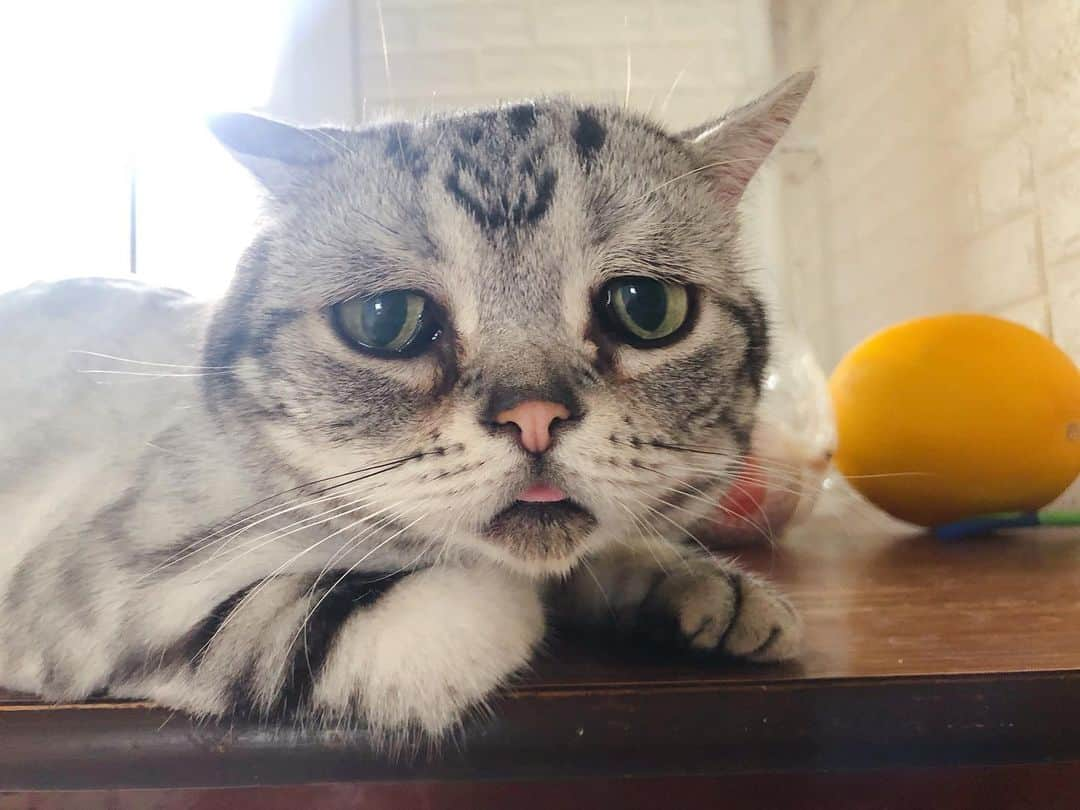 ルフさんのインスタグラム写真 - (ルフInstagram)「#luhu:"i love fruits! but i need someone to cut either one for me,mom,plz ..." - - #cat #fruits #cute #sadcat #catoftheday #kitty #angel #adorable」7月22日 13時37分 - lanlan731