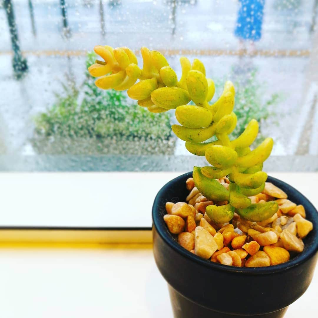 のインスタグラム：「コーヒー買ってる間に、 もんのすごい雨。 止むと信じて店内待機。  止む…よね？🙄 #雨 #雨 #雨」