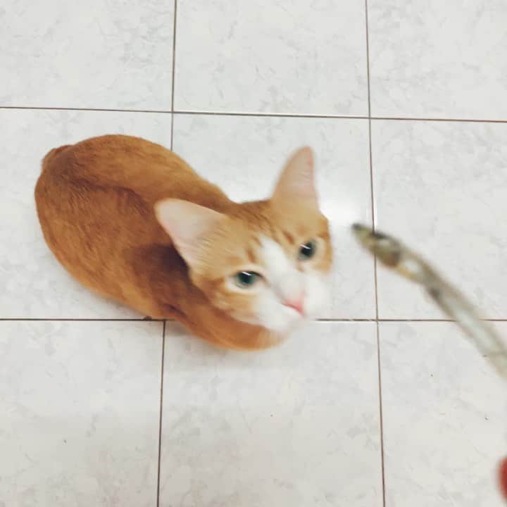tamatamagoのインスタグラム