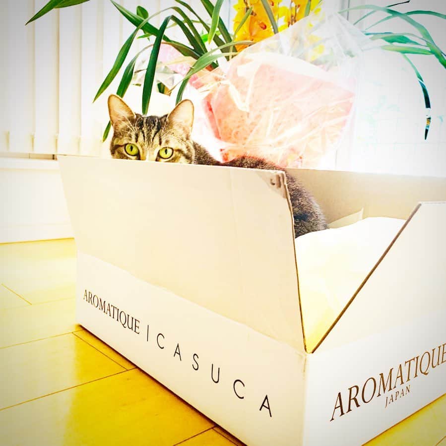 安珠さんのインスタグラム写真 - (安珠Instagram)「いないと思ったらC A S U C A ☺️ http://www.casuca.jp #casuca #AROMATIQUE  #anjuphotographer #cat」7月22日 15時15分 - anjuphotographer