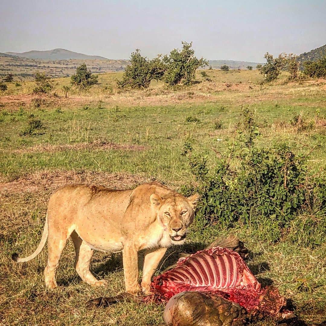 ケリスのインスタグラム：「This was incredible!! This lioness is feasting and i don’t blame her cause i love a feast! Lol ... the circle of life!! Can’t wait to watch @lionking when I get back! Shout out to all my lionesses!!!」