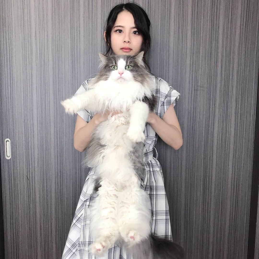 Sagiri Kitayamaさんのインスタグラム写真 - (Sagiri KitayamaInstagram)「大きなぬいぐるみみたいなキャスバル兄さんฅ(^ω^ฅ)8.4kg #22祭 #にゃんにゃんの日 #猫めろ祭 #キャスバル #ノルウェージャンフォレストキャット #ノルウェージャン #norwegianforestcat #norwegian #ラグドール #ragdoll #neko #ねこ #ねこ部 #ネコ #猫 #猫部 #catinstagram #cat #catstagram #catlover #catsofinstagram #instacat #kitty #ふわもこ部 #耳毛部」7月22日 21時14分 - rererurerurela