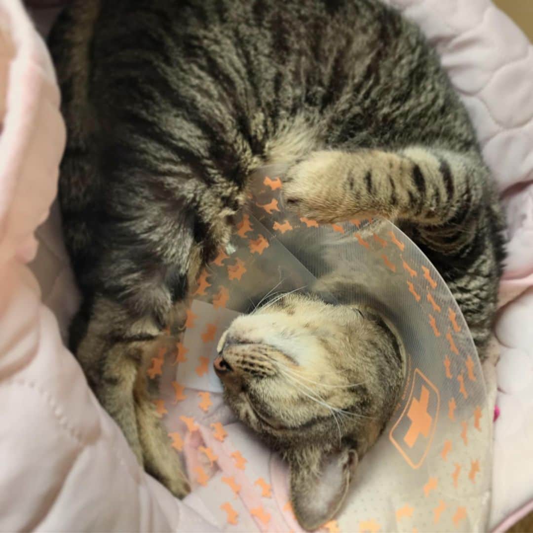 のインスタグラム：「🐈...zzZ🐾 #cat #cats #browntabby #catsofinstagram #catstagram #neko #nekostagram #ねこ #ねこ部 #ねこすたぐらむ #きじとら #きじとらねこ #きじとら女子 #きじとら部 #ネコ #ネコ部  #キジトラ #キジトラネコ #キジトラ部 #かぎしっぽ #かぎしっぽ猫部 #カギしっぽ #カギしっぽ猫 #お腹ハゲてる」