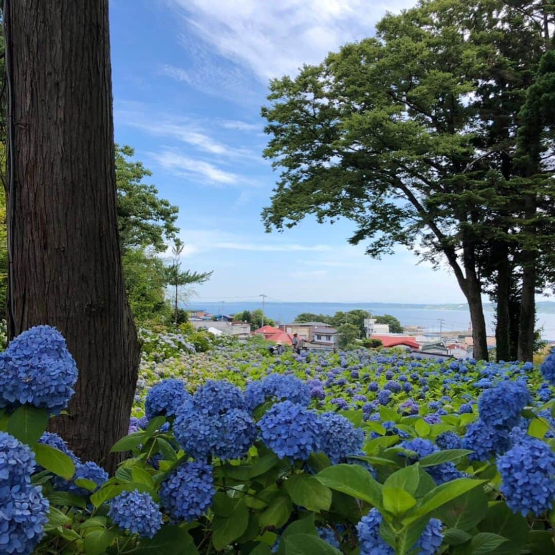 北脇健慈さんのインスタグラム写真 - (北脇健慈Instagram)「☘️🌷🌸🌼🌻🌿🌱 #雲昌寺 #あじさい寺 #紫陽花 #男鹿」7月22日 17時51分 - kenjikitawaki