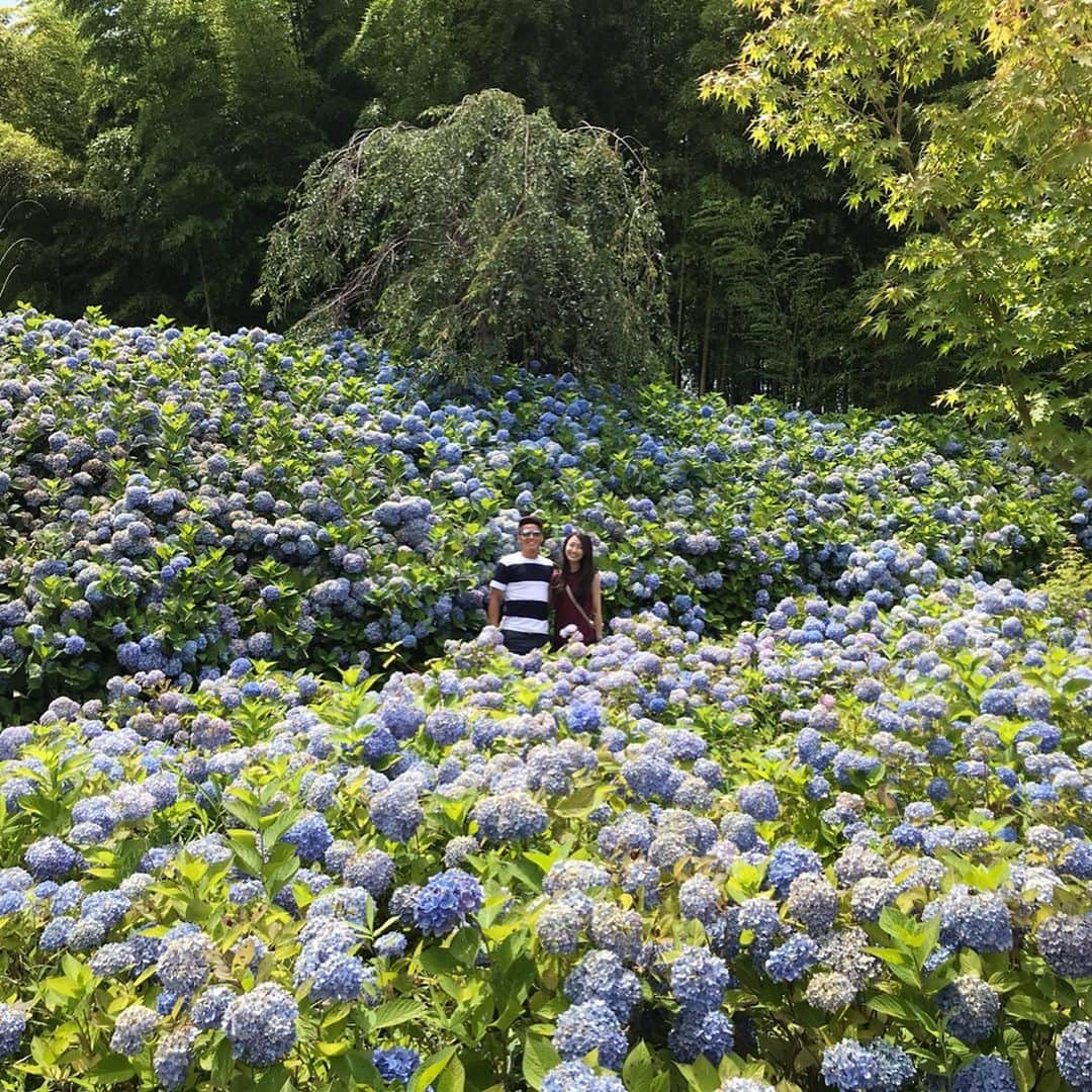 北脇健慈さんのインスタグラム写真 - (北脇健慈Instagram)「☘️🌷🌸🌼🌻🌿🌱 #雲昌寺 #あじさい寺 #紫陽花 #男鹿」7月22日 17時51分 - kenjikitawaki