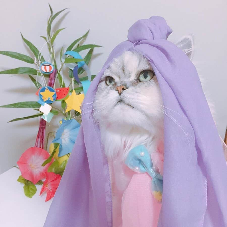 MiawMiawさんのインスタグラム写真 - (MiawMiawInstagram)「＼MiawMiaw令和最初のフォトコンテスト／⁣⁣ 【猫ちゃんと夏にちなんだフォト部門】⁣#夏猫miawmiaw2019⁣⁣⁣⁣⁣ ⁣ コンテスト受賞者　大発表！⁣⁣ ⁣⁣ 「MiawMiaw令和最初のフォトコンテスト」に⁣⁣ たくさんのご応募をいただきありがとうございます😻✨⁣⁣ ⁣⁣ 皆さんお待ちかねのコンテスト受賞者の発表を行いますっ📢📢👏👏⁣⁣ ⁣⁣ #夏猫miawmiaw2019⁣⁣⁣⁣⁣ を付けてご投稿いただいた中から⁣⁣ 受賞された9名の方をご紹介いたします！⁣⁣ ⁣⁣ ✨🏆大賞🏆✨⁣⁣ @ceres0917 さま⁣⁣ ⁣⁣ ✨金賞✨⁣⁣ @kotetuchan さま⁣⁣ @cek1129 さま⁣⁣ @russiaby2 さま⁣⁣ ⁣⁣ ✨銀賞✨⁣⁣ @kawaiinyanmatsuri さま⁣⁣ @neconecori さま⁣⁣ @hiitan0601 さま⁣⁣ @chibikuronekos さま⁣⁣ @goodygrams さま⁣⁣ ⁣⁣ 受賞された9名の皆さま、まことにおめでとうございます🙌🏻🙌🏻🙌🏻⁣⁣ 今回はずれてしまった方も、次回コンテストでもご参加お待ちしておりますっ😸💝⁣⁣ ⁣⁣ 引き続きMiawMiaw(ミャウミャウ)公式Instagramを宜しくお願いいたします。⁣⁣ ⁣⁣ 当アカウントの詳細はプロフィール欄のURLをクリック！⁣⁣ → @miawmiaw_series⁣⁣ ⁣⁣ #miawmiaw #miawmiaw令和最初のフォトコンテスト⁣⁣ #ねこのいる生活 #ねこばか #ネコ好き⁣⁣ #猫 #ねこ #ネコ #にゃんこ #cat #cats #猫部 #ネコ部 #ねこ部 #猫好きさんと繋がりたい #猫好き #ペット#pet #にゃんこ部 #にゃんすたぐらむ #ねこすたぐらむ⁣⁣ #リラックスmiawmiaw2019夏⁣⁣ #夏猫miawmiaw2019⁣⁣ #キャンペーン #フォトコンテスト #プレゼント #プレゼント企画 #コンテスト #フォトコン」7月22日 18時00分 - miawmiaw_series