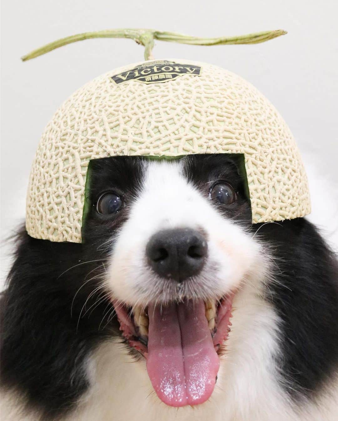 犬バカ部宣伝部長さんのインスタグラム写真 - (犬バカ部宣伝部長Instagram)「🍈 Melon helmet. 🐼💕﻿ やばいやばい🤣飼い主大爆笑しちゃった🤣﻿ ﻿ 送ってくれた、ゆーさんが『これは乗せ乗せ出来ないでしょ？』と言ってたので…考えました😙💕﻿ ﻿ あとでこれの動画アップします⛑🐼﻿ ﻿ #犬バカ部﻿ #bordercollie﻿ #ボーダーコリー ﻿ #メロン﻿ #ビクトリーメロン﻿ #斎藤農園﻿ #マスコットキャラにしてくれませんか？🤣」7月22日 18時07分 - umetaturou
