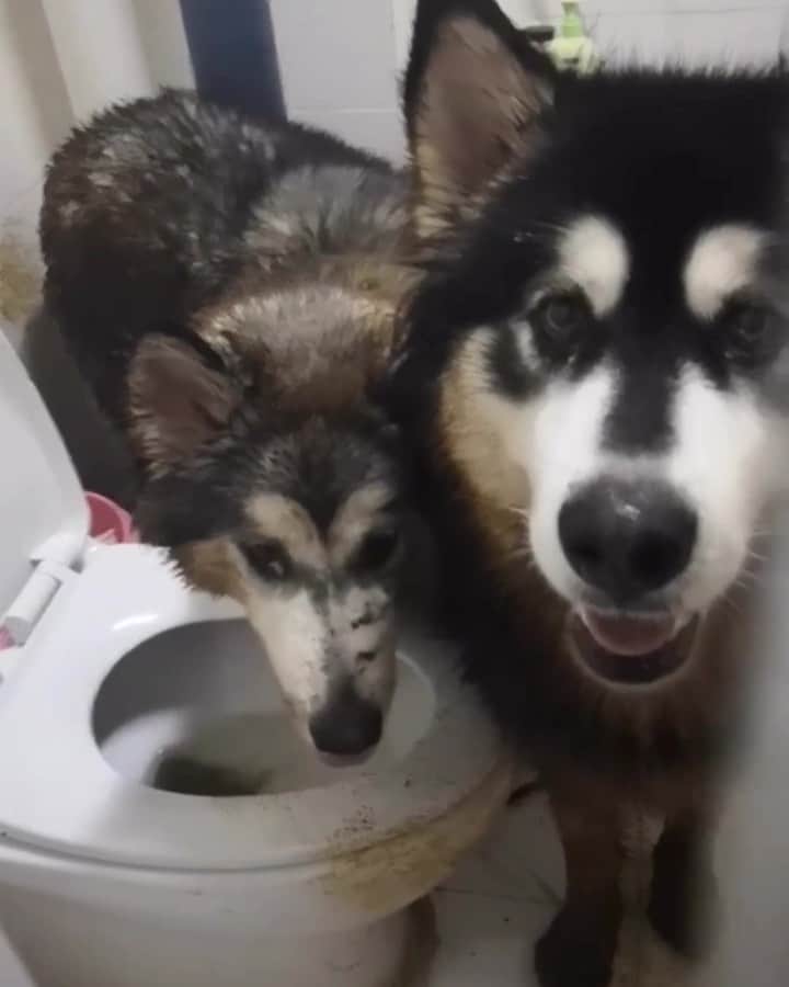 husky and malamuteのインスタグラム：「When you have a husky，this is a real day.😭😭😭 follow @alaskandaily （Twitter：alaskandaily）for more cute pic and video.😜 ……………………………………………………………… Each video was approved by the original author. But  don't have a Instagram account. We are first one post those video. So watermark credit @alaskandaily ……………………………………………………………… #alaskan#malamute#alaskanmalamute#alaskanhusky#malamutesofinstagram#puppylife#puppylove#puppydog#puppylover#dogdays#malamutepuppy#huskies#huskeypuppy#huskeiesreq#siberian#huskeiesofig#dogslife#dogsofnyc#cutedog#cutedogs#huskeypics#huskeylovers#huskygram#huskeylove#huskiesofinstagram#dogsofnyc#husky#狗」