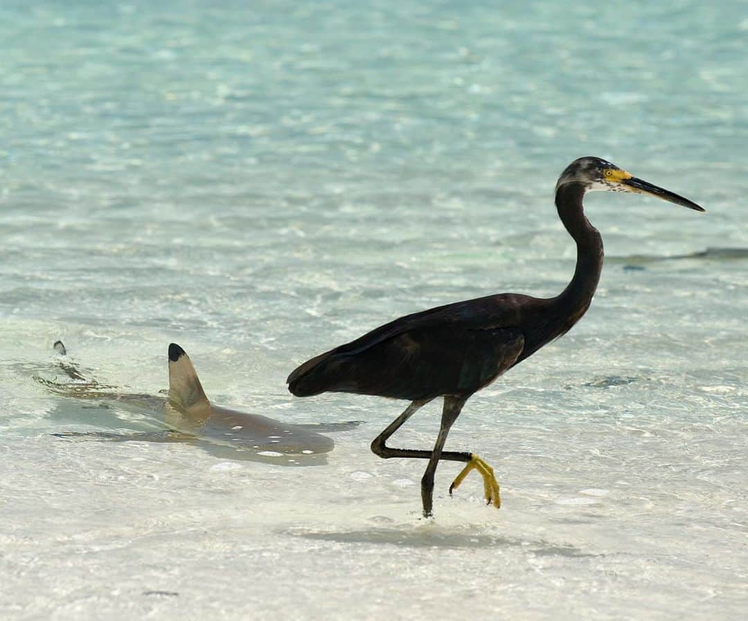 Thomas Peschakのインスタグラム：「Sharks rarely hunt birds, to my knowledge the only regular repeat offenders are tiger sharks. Yes great whites and other species will snack on the occasional gannet or petrel, but this is not the norm. In this scene, set on the tidal flat of a tropical atoll, this egret as nothing to fear from the blacktip-reef shark. They both specialize in eating small fish that ride the currents in and out of the lagoon. #aldabra #indianocean #shark #birdwatching @sif_seychelles」