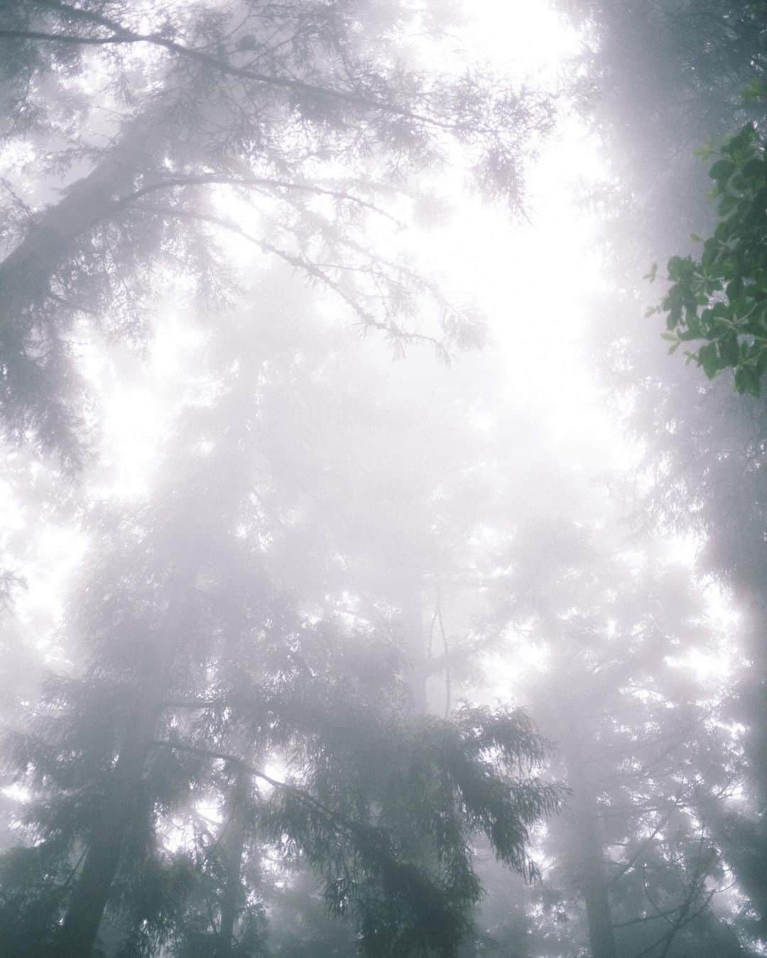 haru wagnusさんのインスタグラム写真 - (haru wagnusInstagram)「Drizzling rain and numinous woods and Air.. ㅤㅤㅤㅤㅤㅤㅤㅤㅤㅤㅤㅤㅤ ㅤㅤㅤㅤㅤㅤㅤㅤㅤㅤㅤㅤㅤ 東京とは思えない霧深い山に行ってきました。また秋にも行きたい。 ㅤㅤㅤㅤㅤㅤㅤㅤㅤㅤㅤㅤㅤ #LeicaM10p #summilux35asph  #霧雨 #deepsideofjapan」7月22日 18時55分 - wagnus