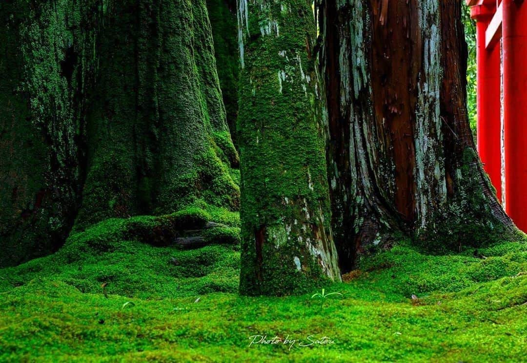 Visit Wakayamaさんのインスタグラム写真 - (Visit WakayamaInstagram)「. These moss-covered grounds create a mysterious aura around Wakamiya Shrine.  Share your stories with #visitwayama and @visitwakayama for a chance to be featured! 📸: @yoshiyuki_satou」7月22日 19時01分 - visitwakayama