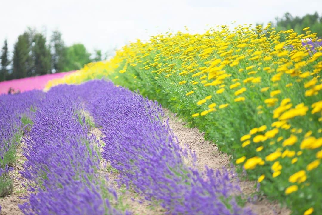 kiccyomuさんのインスタグラム写真 - (kiccyomuInstagram)「☁️ 2019.07.22 Mon #心に花を * 北海道旅行の思い出 #ファーム冨田 今回は、ゆっくり回れました☺️ ここの #彩りの畑 ？ いろんな彩り…増えましたネ〜 * 明日も元気に🤗 . location #北海道 #富良野 撮影 7月17日」7月22日 19時15分 - kiccyomu